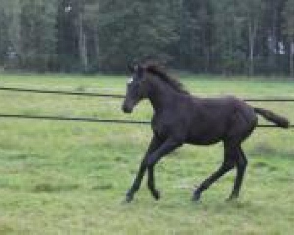 horse Encantador (Trakehner, 2013, from Imhotep)