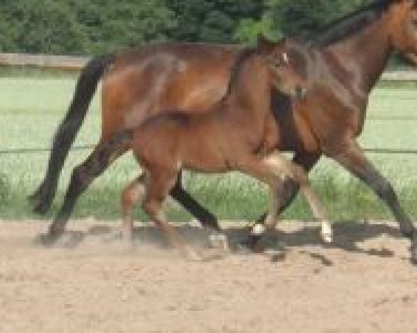 broodmare Pia XVI (Trakehner, 2004, from Summertime)