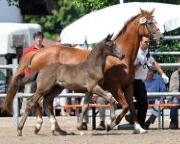 broodmare Parade Go (Trakehner, 1998, from Maizauber)