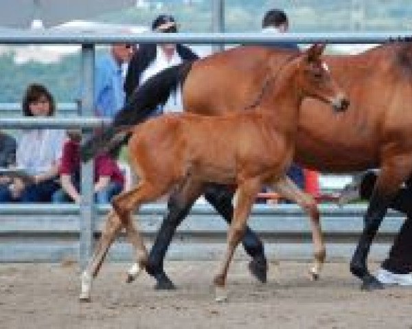 horse Minzspiel (Trakehner, 2013, from Imhotep)