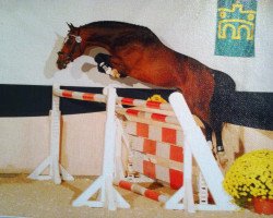 Deckhengst C Back To Germany (KWPN (Niederländisches Warmblut), 2008, von Berlin)