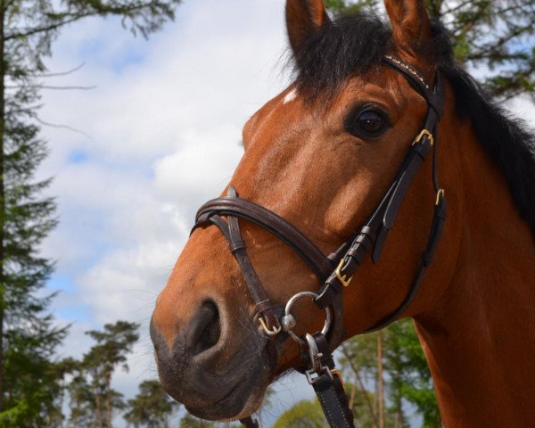 horse Zuutjes (KWPN (Royal Dutch Sporthorse), 2004, from Ronaldo)