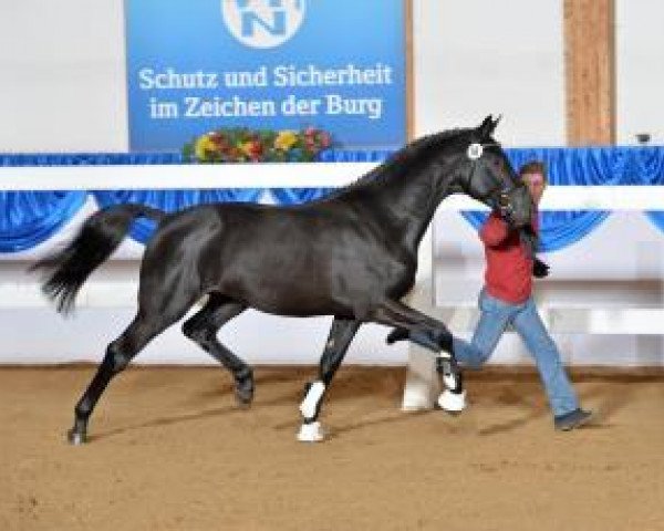 Dressurpferd Hang Over 2 (Bayer, 2011, von Hot Spirit) Dressurpferd Hang Over 2 (Bayer, 2011, von Hot Spirit)