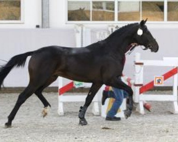 horse Hengst von Hochmeister (German Sport Horse, 2011, from Hochmeister)
