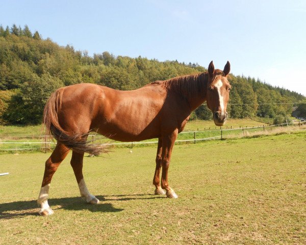 horse Orchid's Sonia (Nederlands Rijpaarden en Pony, 1997, from Milton)