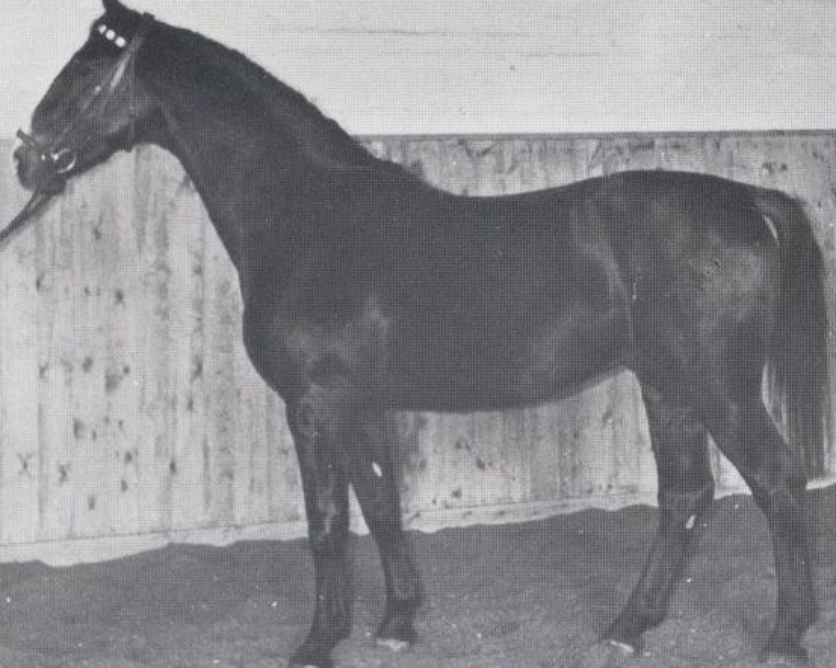 stallion Lohfeuer (Holsteiner, 1960, from Lohengrin)