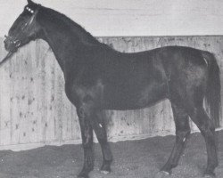 Stallion Lohfeuer (Holsteiner, 1960, from Lohengrin)