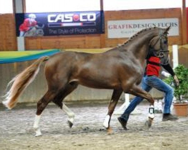 dressage horse Fioranus (Hanoverian, 2011, from Fiorano)