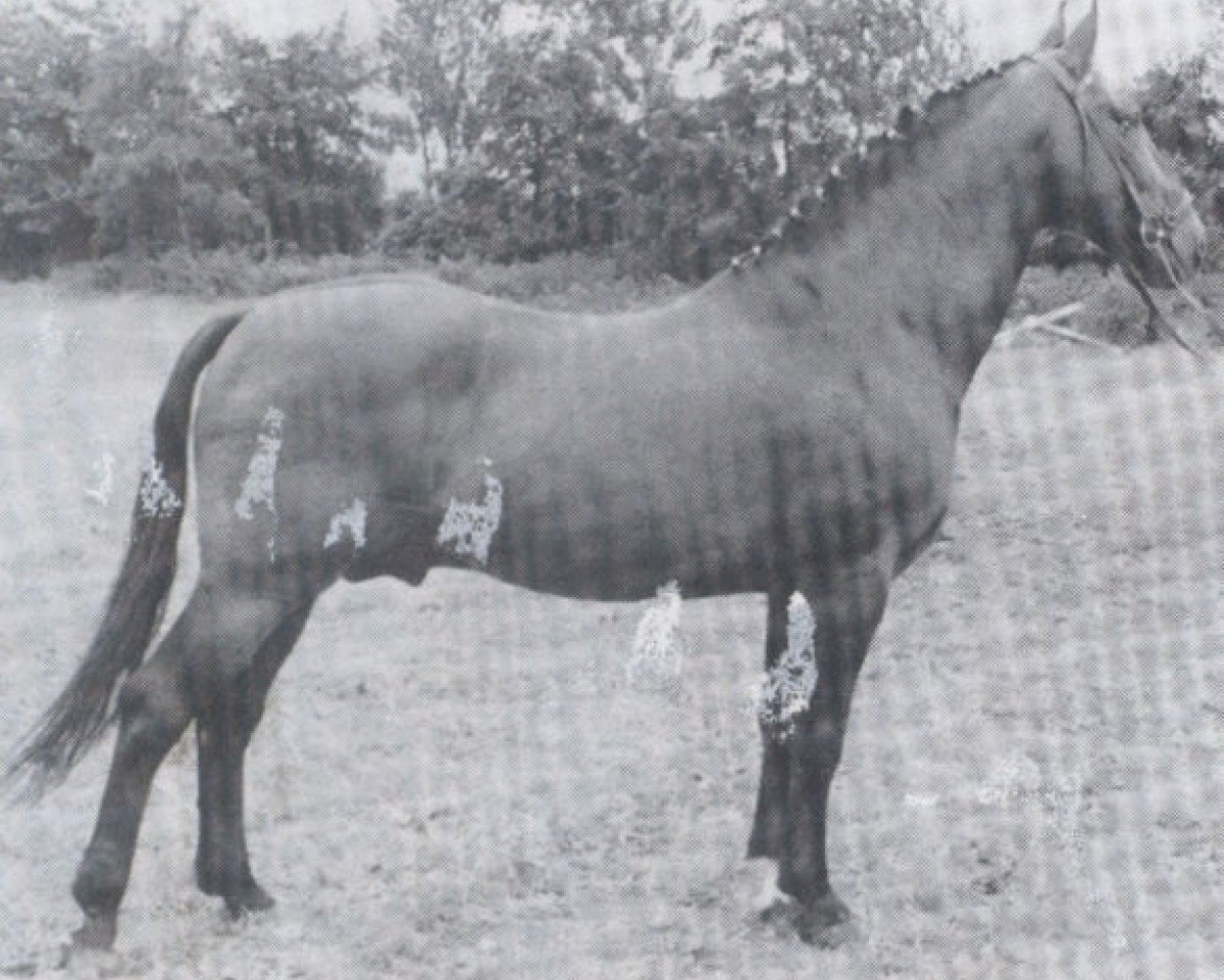 stallion Ganeff (Holsteiner, 1947, from Lopshorn)