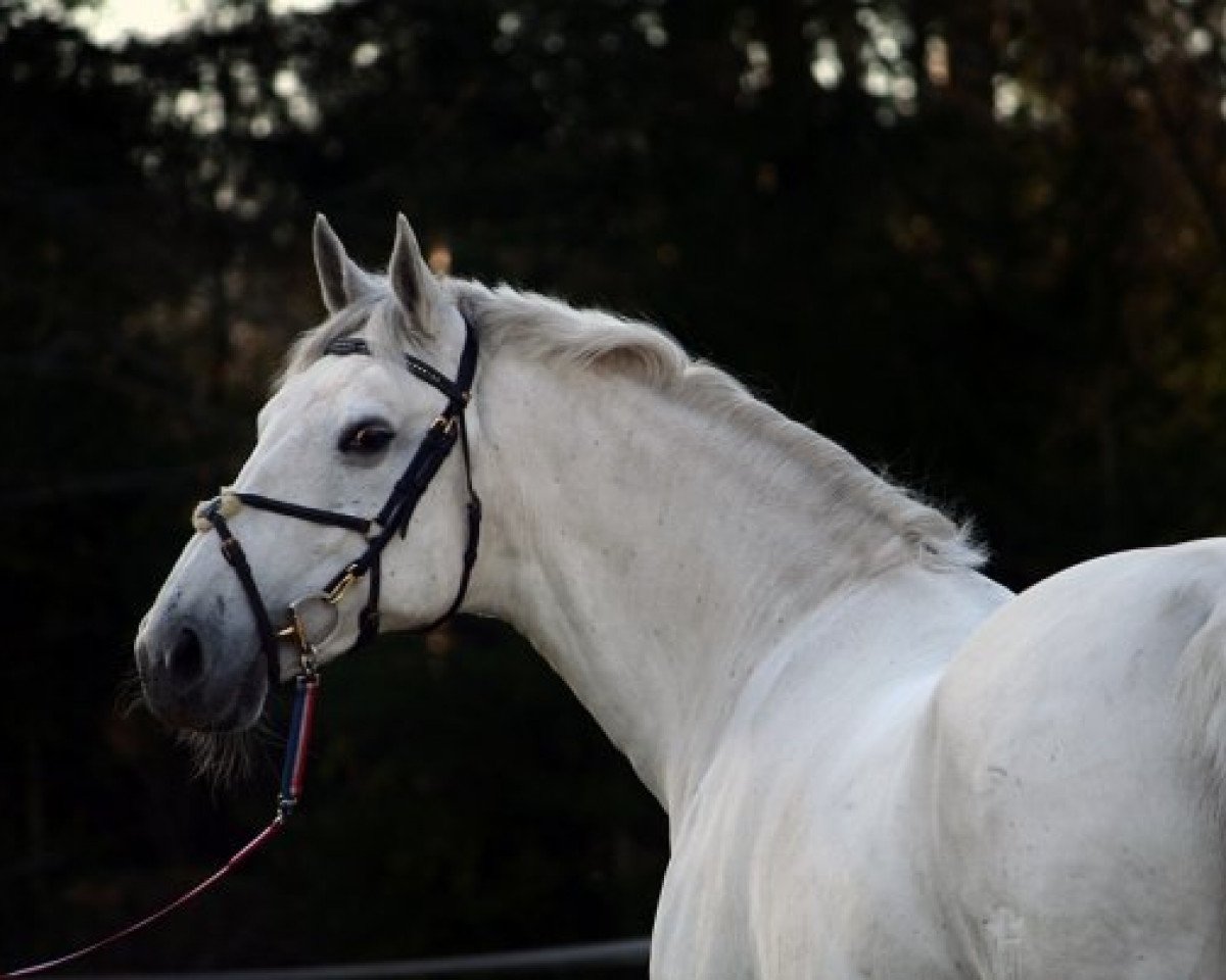 broodmare Leandra IV 1898 FIN (Holsteiner, 1996, from Bachus)