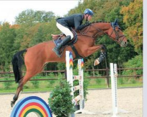 horse Quinta (Oldenburg, 2008, from Quidam de Revel)