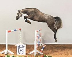 horse Choice (Holsteiner, 2009, from Clarimo Ask)