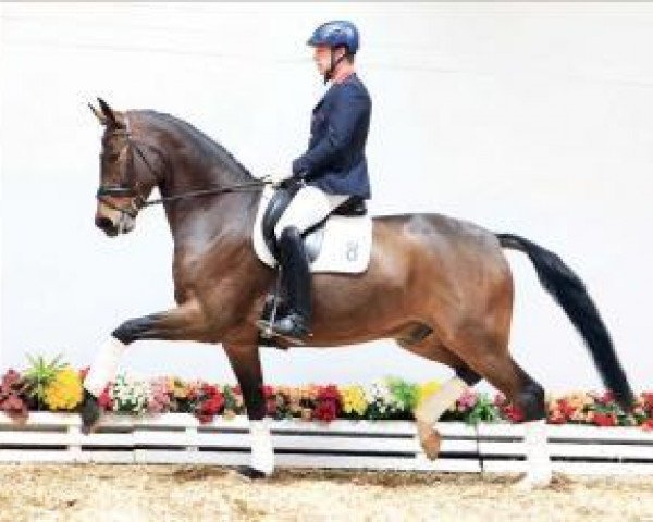 horse Steppenwolf 18 (Oldenburg, 2007, from Serano Gold)