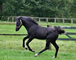 Deckhengst Milkyway (Deutsches Reitpony, 2013, von Makuna Matata WE)