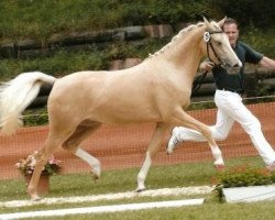 broodmare Giselle (German Riding Pony, 2003, from FS Golden Highlight)