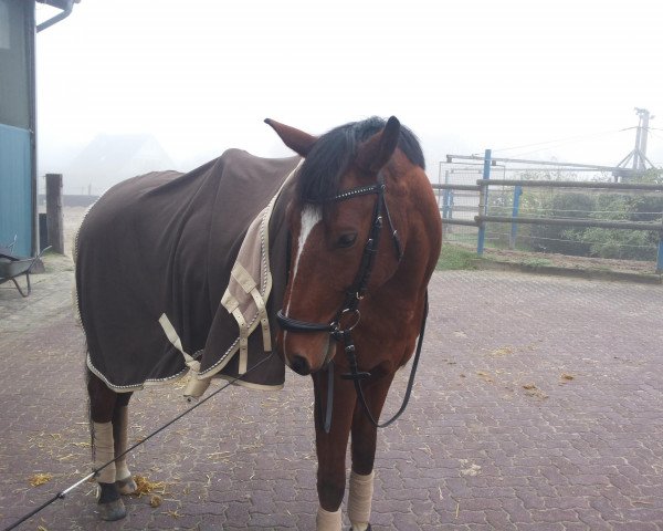 dressage horse Chateau (Westphalian, 2008, from Cadeau des Dieux)