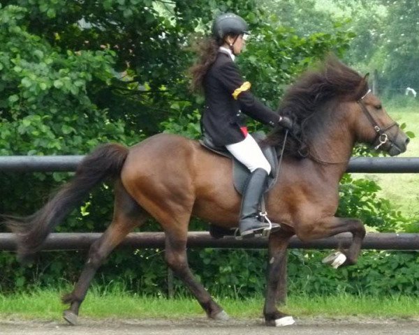 horse Emblason von Osterbyholz (Iceland Horse, 2008, from Roði frá Ármóti) horse Emblason von Osterbyholz (Iceland Horse, 2008, from Roði frá Ármóti)