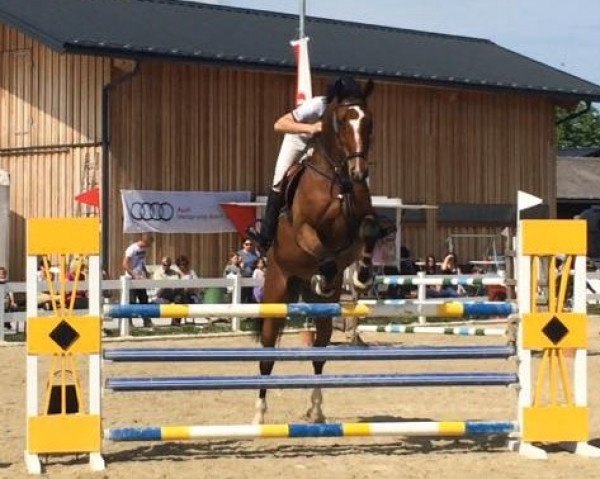Pferd Quax A (Westfale, 2006, von Quidam's Rubin)