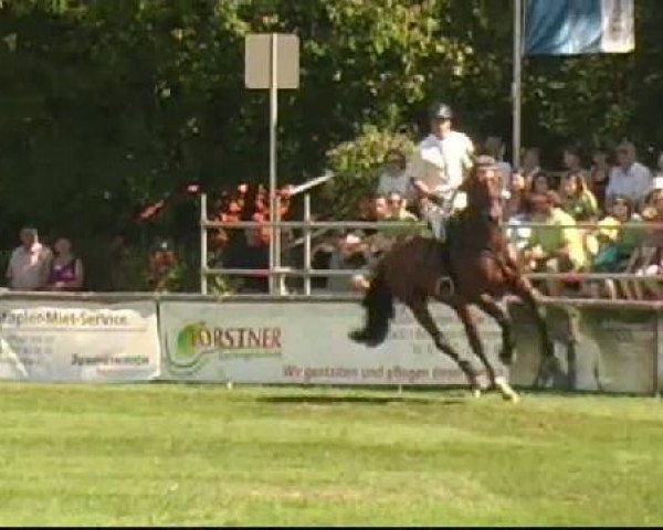 Bietigheim-Bissingen
Samstag,den 03.09.2011
07 Springprüfung Kl.S* Kleine Tour - Qual.
