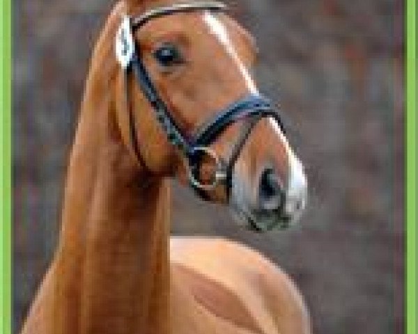 Deckhengst Cartier (Deutsches Sportpferd, 2009, von Canterbury)