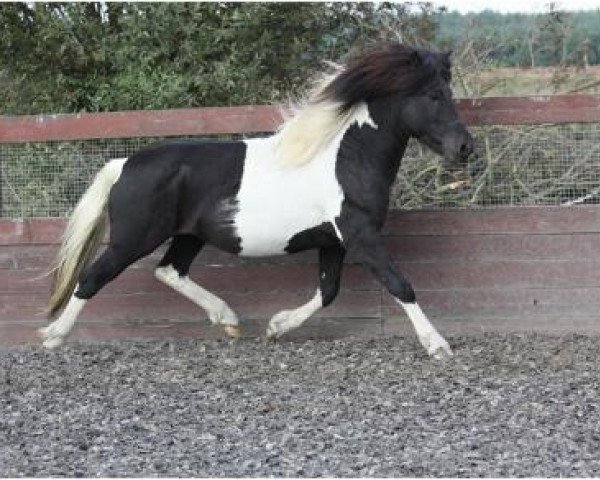 stallion Djarfur vom Laekurhof (Iceland Horse, 2008, from Atli frá Norður-Hvammi) stallion Djarfur vom Laekurhof (Iceland Horse, 2008, from Atli frá Norður-Hvammi)