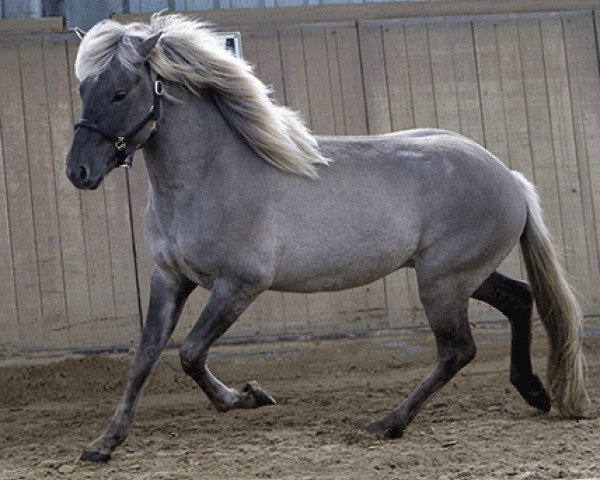 Pferd Throttur von der Schlehenwiese (Islandpferd, 2008, von Sjoli fra Dalbae)