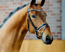 stallion Abu Dhabi 10 (Hanoverian, 2011, from Ampère)
