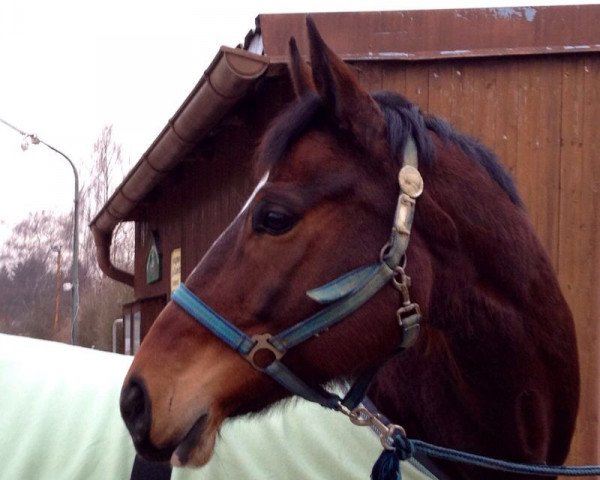 horse Gianna 118 (Bavarian, 2004, from Asti Spumante 7)