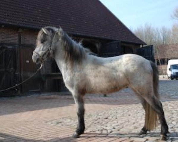 Caballo Rökkvi vom Lindenhof (Caballo islandés, 2008, de Lindi frá Malborgh) Caballo Rökkvi vom Lindenhof (Caballo islandés, 2008, de Lindi frá Malborgh)