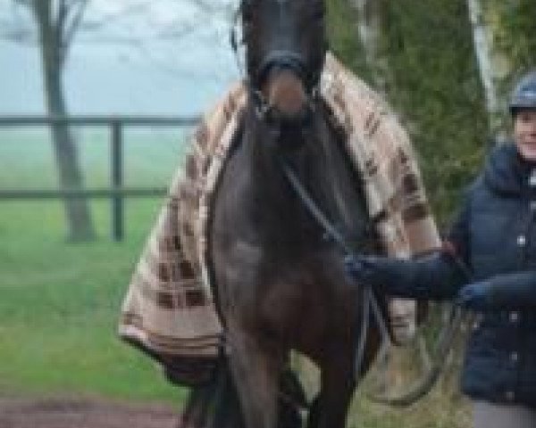 Caballo de Doma Rike-M (Westfaliano, 2009, de Rubitano)
