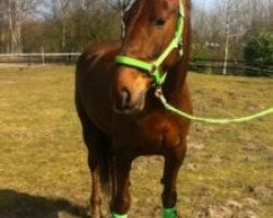 dressage horse Classic Rock 6 (KWPN (Royal Dutch Sporthorse), 2004, from Stuurboord)