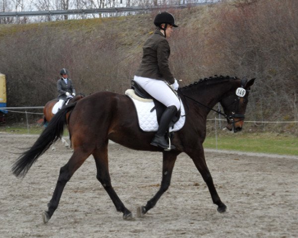 dressage horse Galipette (Bavarian, 2008, from Weidehengst)