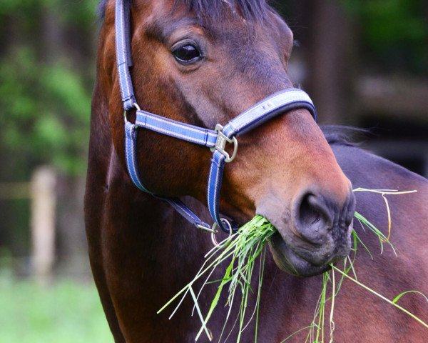 horse Louis 114 (Holsteiner, 1997, from Lantaan)