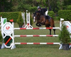 jumper Veron 17 (KWPN (Royal Dutch Sporthorse), 2007, from Veron)