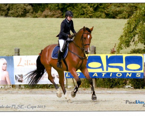 jumper Emiro 6 (Zweibrücken, 2007, from Elan d' Espoir)