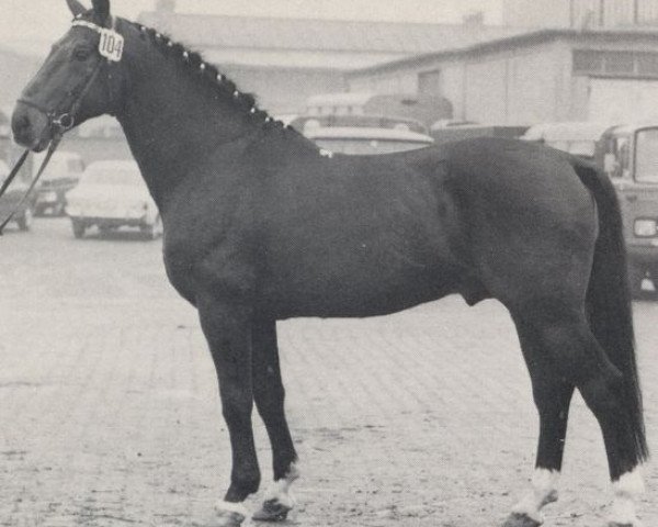 Deckhengst Dreher (Westfale, 1954, von Donar) Deckhengst Dreher (Westfale, 1954, von Donar)