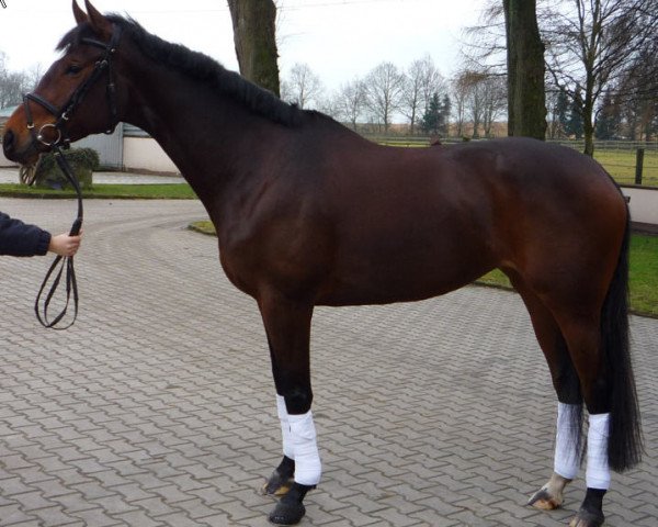broodmare Sambatänzerin (Trakehner, 2003, from Münchhausen)