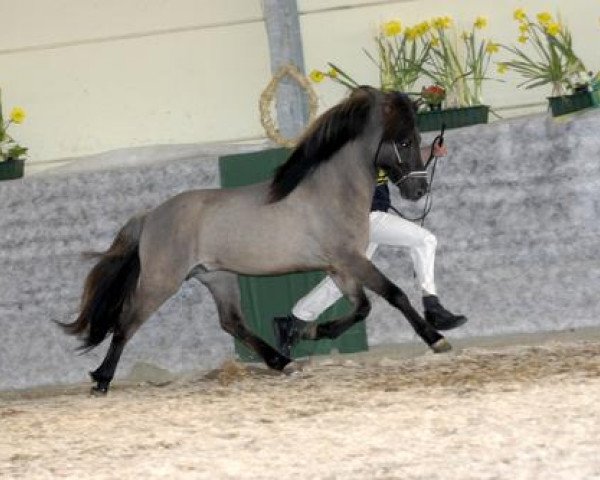 Pferd Einar vom Gerberhof (Islandpferd, 2001, von Opal fra Bakkakoti)