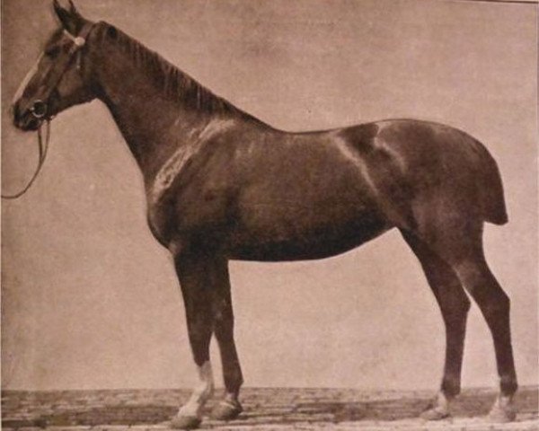 broodmare Similia (Hanoverian, 1920, from Sportanzeiger II)