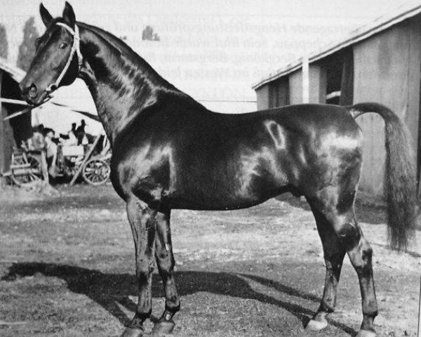 stallion Bento 4012 (Trakehner, 1936, from Bussard 3425)