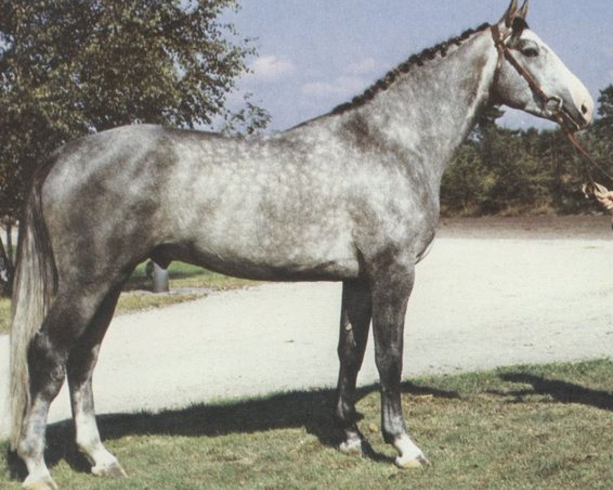 stallion Weinstock (Hanoverian, 1978, from Wendekreis)