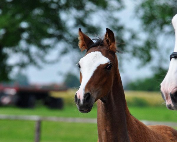 horse Prinz Paravel (Westphalian, 2012, from Peking)