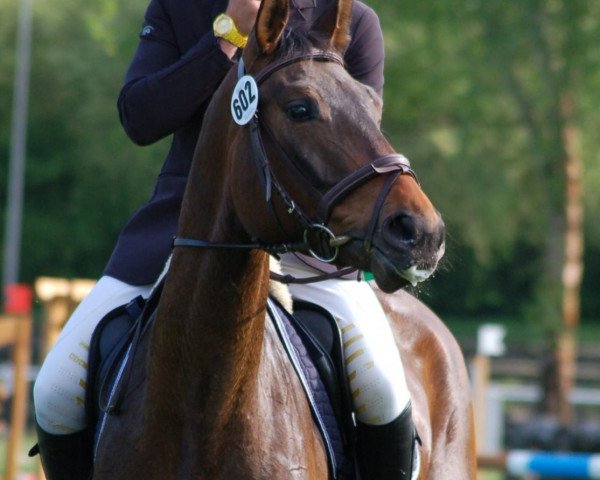 jumper Skyfall Ixes (Hanoverian, 2009, from Satisfaction FRH)