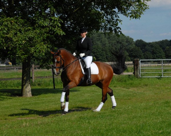 dressage horse Armani 205 (Holsteiner, 2001, from Aljano)