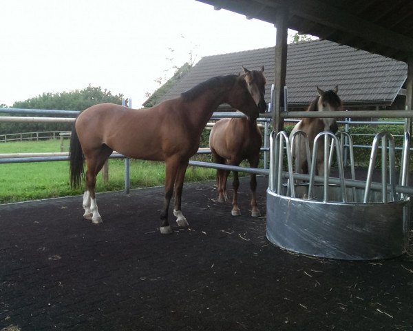 horse Conciro R (Holsteiner, 2006, from Con Spirito R)