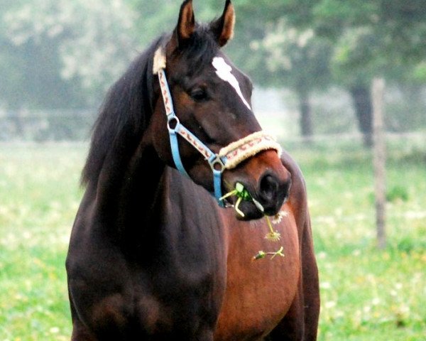 Pferd Rubi (Polnisches edles Halbblut, 2007, von Winchester)