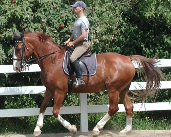 horse Gordon 210 (Bavarian, , from Grandioso) horse Gordon 210 (Bavarian, , from Grandioso)