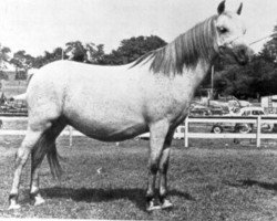 broodmare Coed Coch Pansi (Welsh mountain pony (SEK.A), 1942, from Coed Coch Glyndwr)