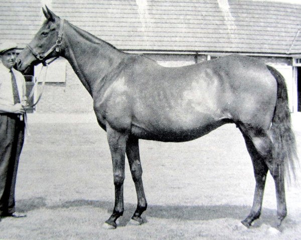 broodmare Chenille xx (Thoroughbred, 1940, from King Salmon xx)