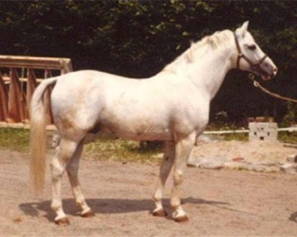 Deckhengst Ramano (Hannoveraner, 1963, von Ramzes AA)